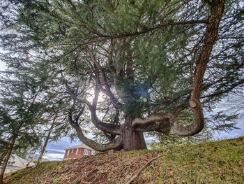 Trees growing on field in forest