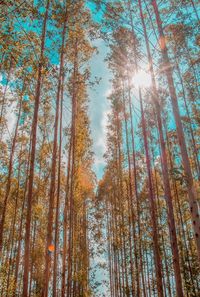 Low angle view of trees in forest against sky