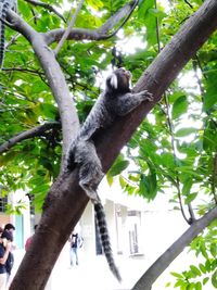 Low angle view of a squirrel on tree