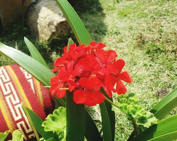 Close-up of red flowers blooming outdoors