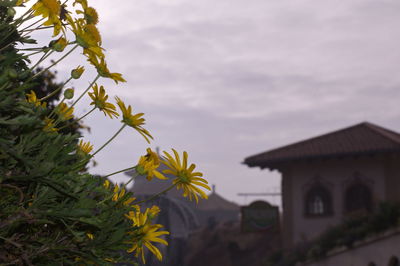 Close-up of plant against house