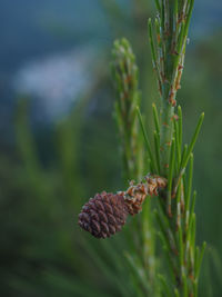 Close-up of pine cone on field