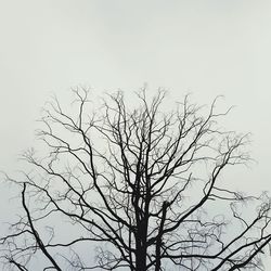 Low angle view of bare tree against sky