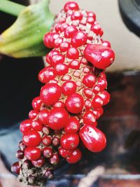 Close-up of red berries