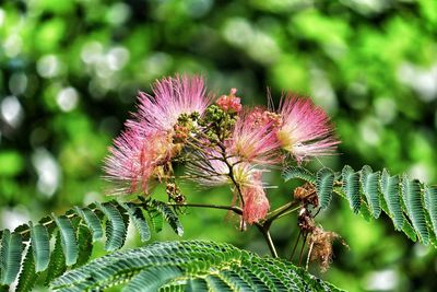 Close-up of pink thistle flower