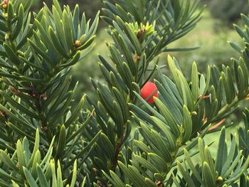 Close-up of green plant growing in garden