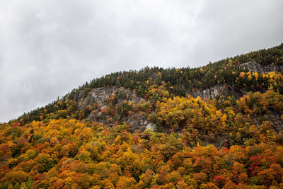 Scenic view of trees against sky