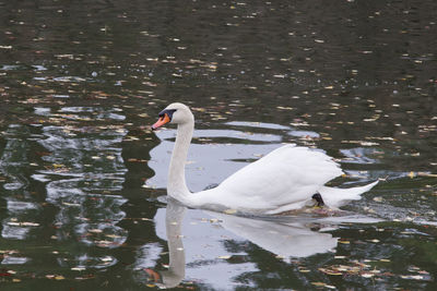 Swan floating on lake