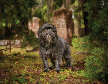 Dog standing on field