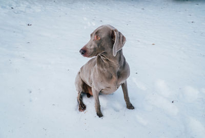 Weimaraner on field during winter