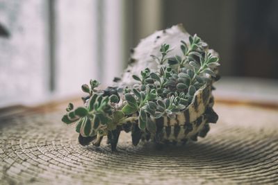 Close-up of plant on table at home