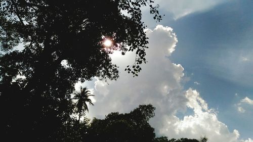 Low angle view of trees against sky