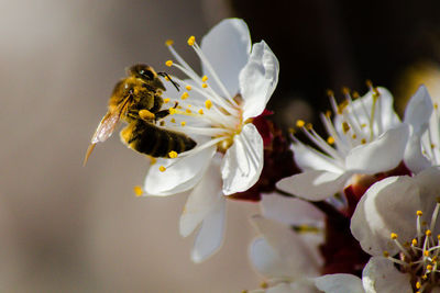 Close-up of insect on white flower