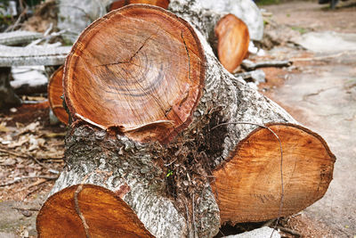 Close-up of logs in forest