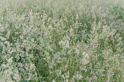 Full frame shot of flowering plants on land