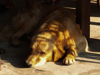 Close-up of dog sleeping on floor