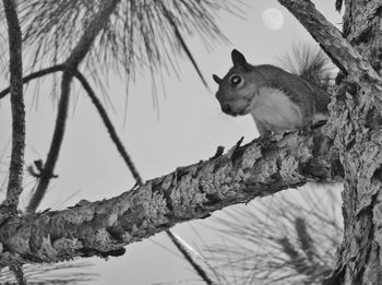 Close-up of cat sitting on tree