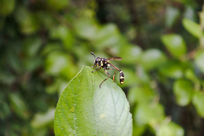 Close-up of insect on plant