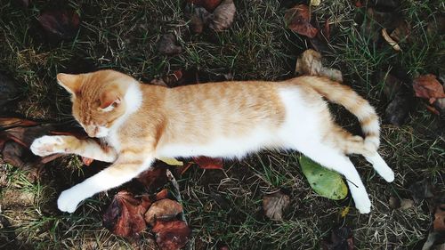 High angle view of cat sitting on grass