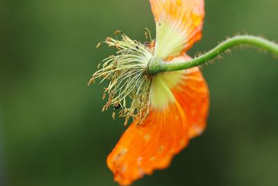 Close-up of orange flower
