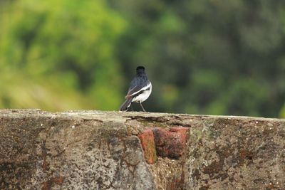 Close-up of bird perching on wall