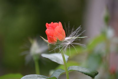 Close-up of red flower