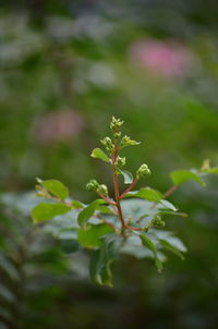 Close-up of small plant