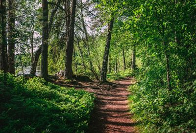 Trail amidst trees in forest