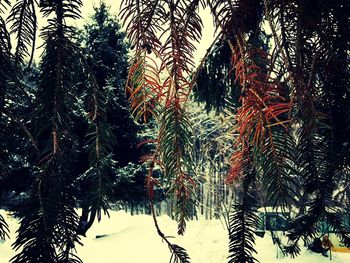 Low angle view of palm trees