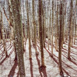 Bare trees in the forest