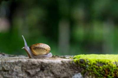 Close-up of snail on rock