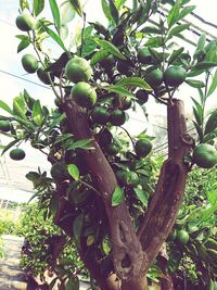 Low angle view of fruits growing on tree