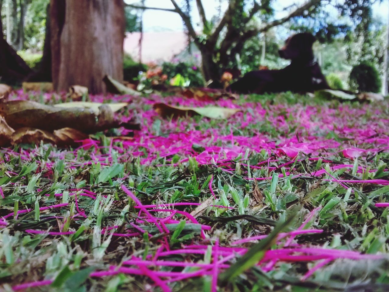 flower, growth, tree, park - man made space, nature, focus on foreground, selective focus, plant, beauty in nature, field, fragility, freshness, grass, tranquility, surface level, outdoors, day, blooming, park, purple