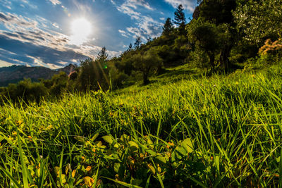 Scenic view of field against sky