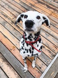 Portrait of dalmatian dog sitting on footbridge