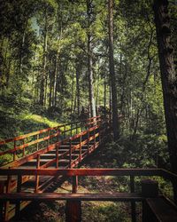 View of bridge in forest