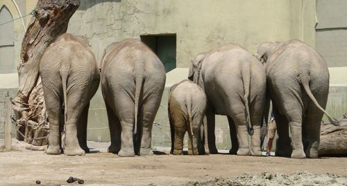 Rear view of elephant family at tierpark berlin