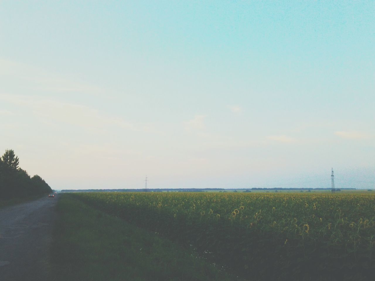 field, landscape, sky, tranquility, tranquil scene, road, rural scene, nature, scenics, grass, the way forward, beauty in nature, copy space, agriculture, growth, horizon over land, transportation, outdoors, clear sky, remote