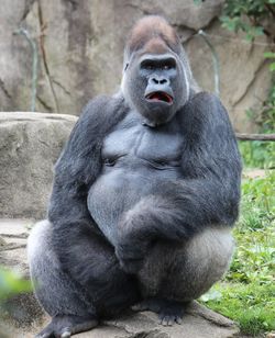 Portrait of monkey sitting outdoors