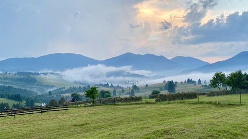 Hay drying in transylvania,romania.