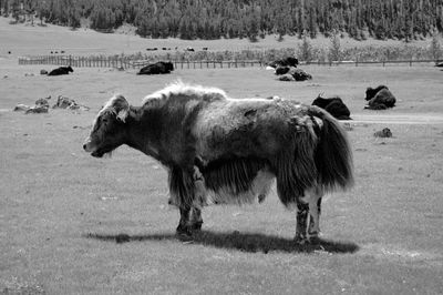 View of sheep on field