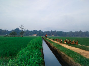 Panoramic view of agricultural field against sky