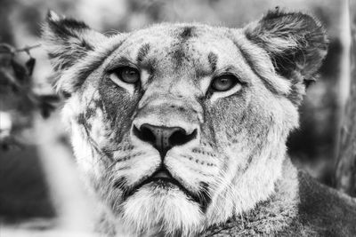 Close-up portrait of a cat