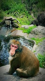 Monkey sitting outdoors