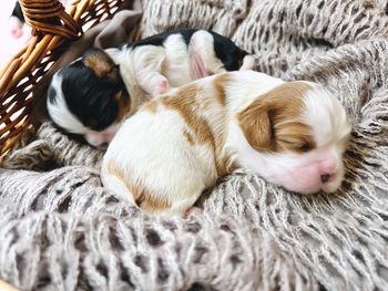 High angle view of dog sleeping on bed