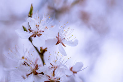 Close-up of white flowers