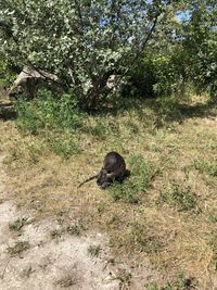 Shadow of a cat on field