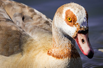 Close-up of a duck