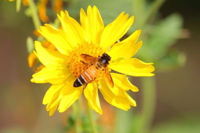 Honeybee or apis dorsata bee collecting honey on wild yellow marigold flower 