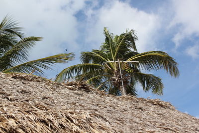 Low angle view of palm trees